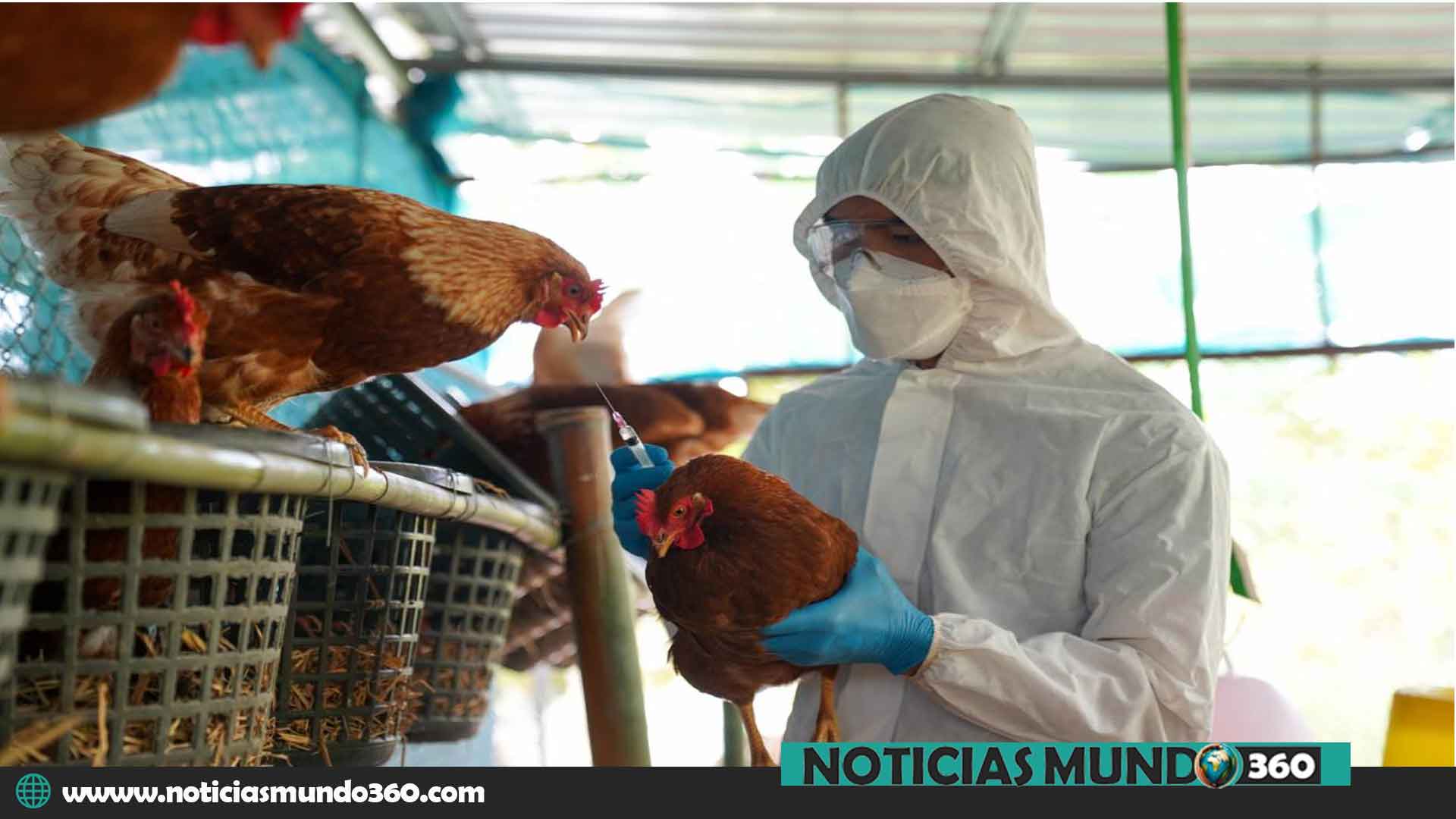 OMS gripe aviar H5N1