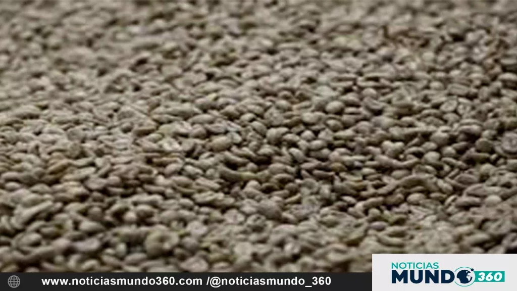Café de Miranda conquista el mercado japonés con envío de 7.400 kilos